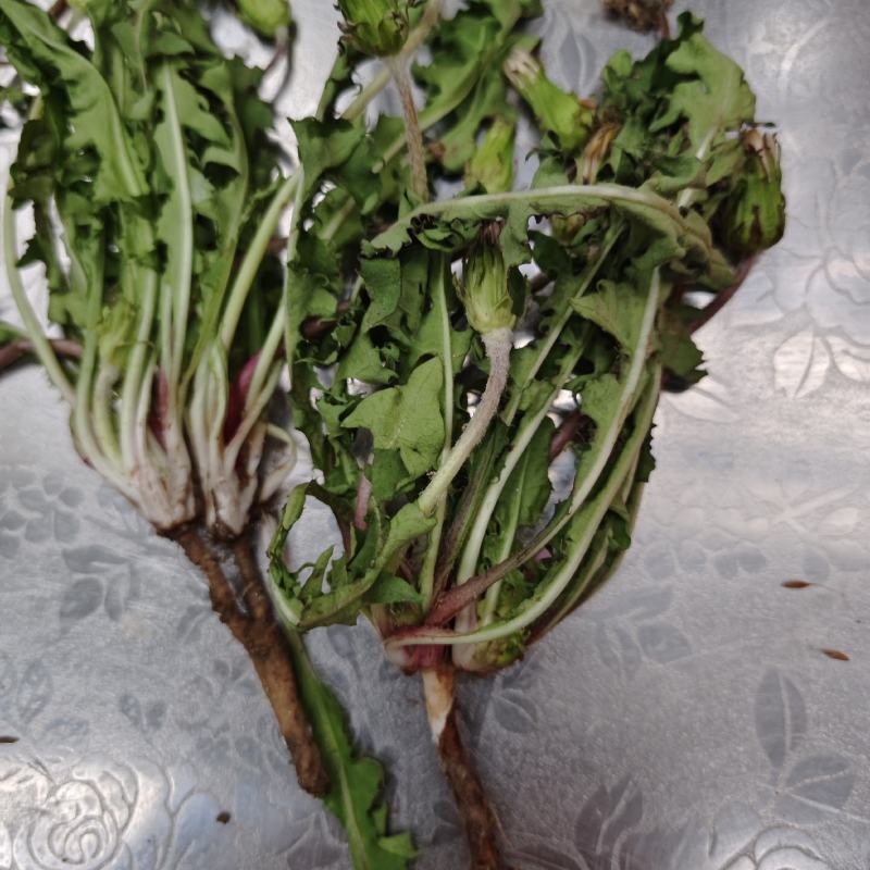 蒲公英，野生蒲公英现挖现发有需要的联系。新鲜有保障