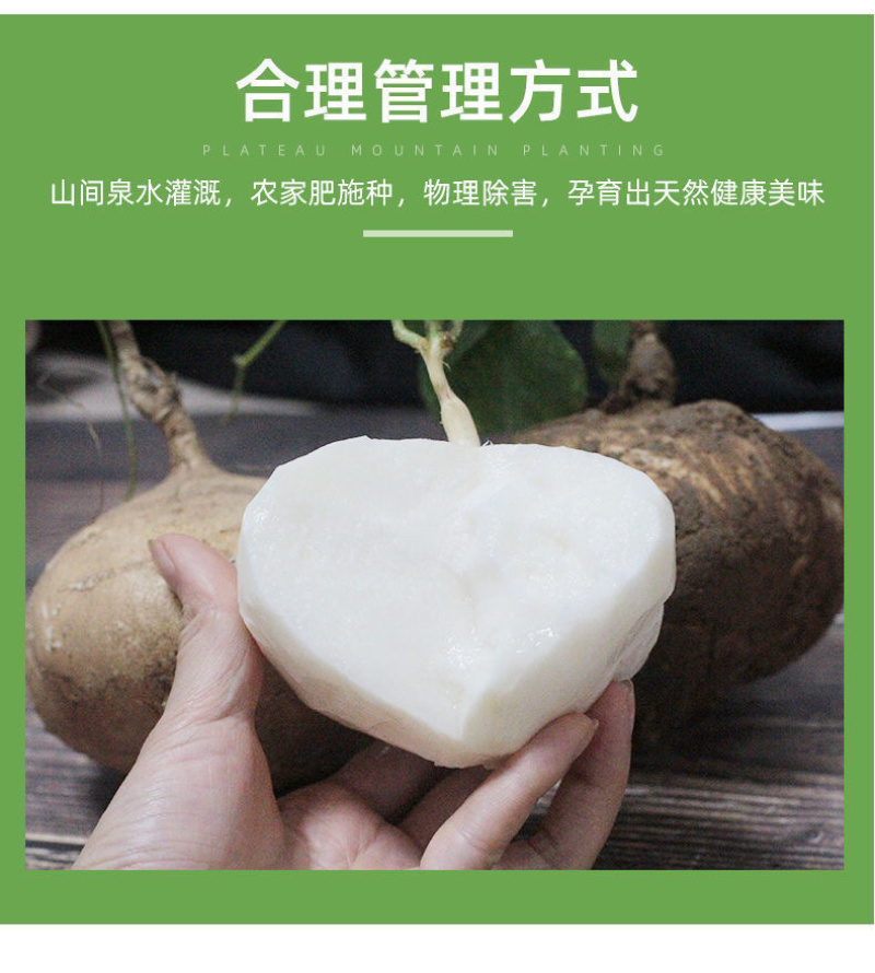 【包邮-40斤凉薯】热销20斤40斤新鲜凉薯豆薯