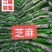 芝麻，白香芝麻，蜕皮白芝麻芝麻，产地直发