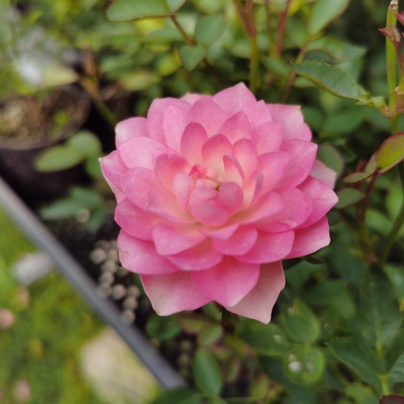 迷你月季-莲花台带盆发货开花犹如荷花漂亮的“小草大花”盆