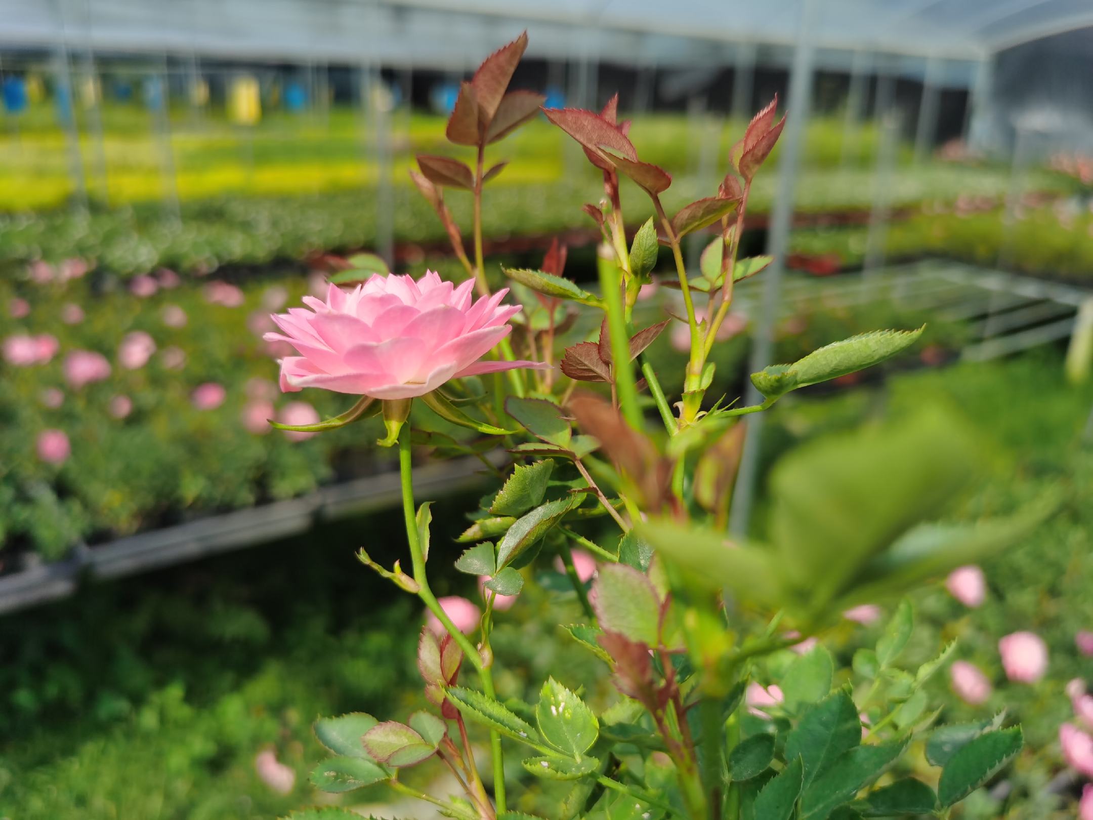 茶花女月季单株盛开特写