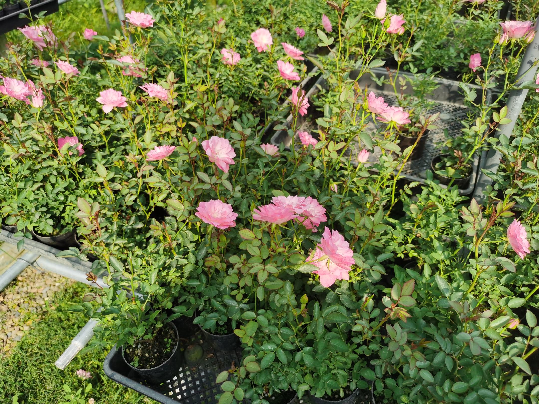 不同颜色的丰花月季盆栽组合展示