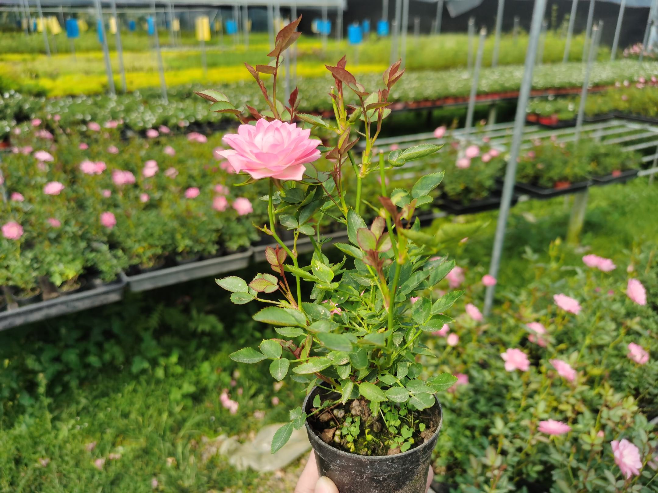 微蓝月季整体植株特写