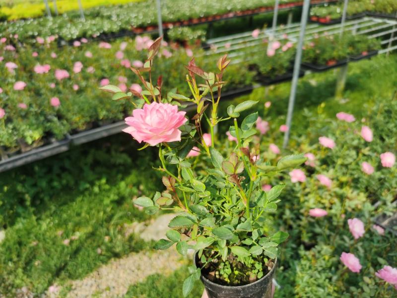 迷你月季-莲花台带盆发货开花犹如荷花漂亮的“小草大花”盆