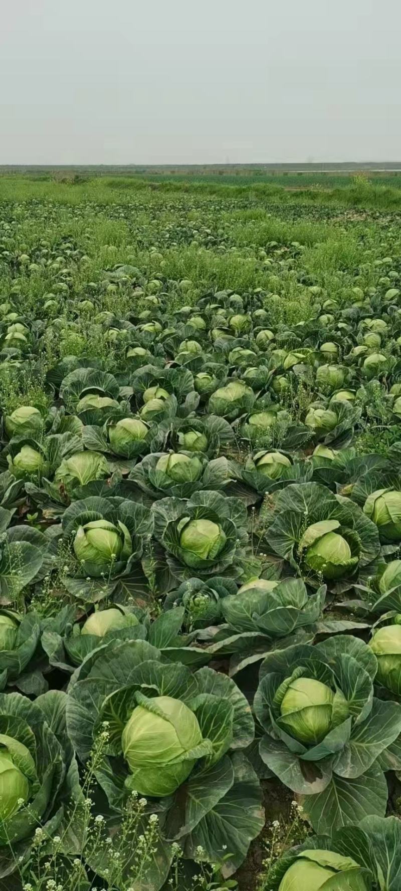 精品甘蓝包菜直供商超批发市场，各种包装，量大从优，电商货