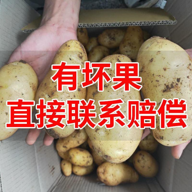 【包邮-10斤土豆】热销5斤10斤黄皮马铃薯土豆