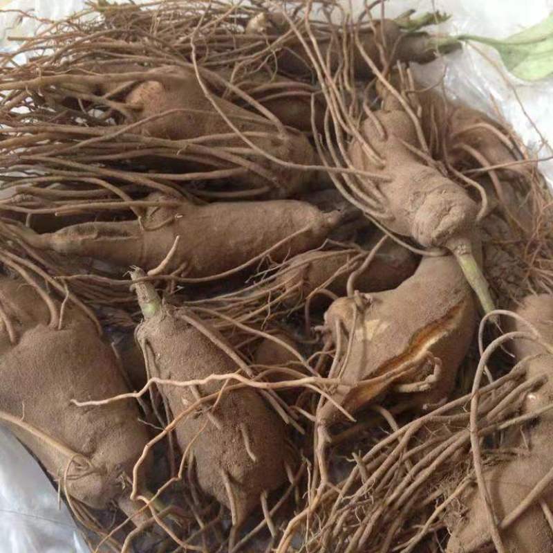 改良白术种苗，产地直发，价格实惠，欢迎进店选购