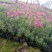 芝樱