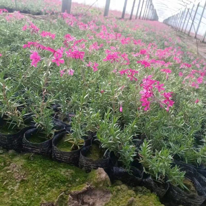 芝樱