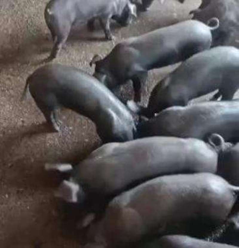 【苏太母猪】原种苏太母猪大白杜洛克苏太母猪