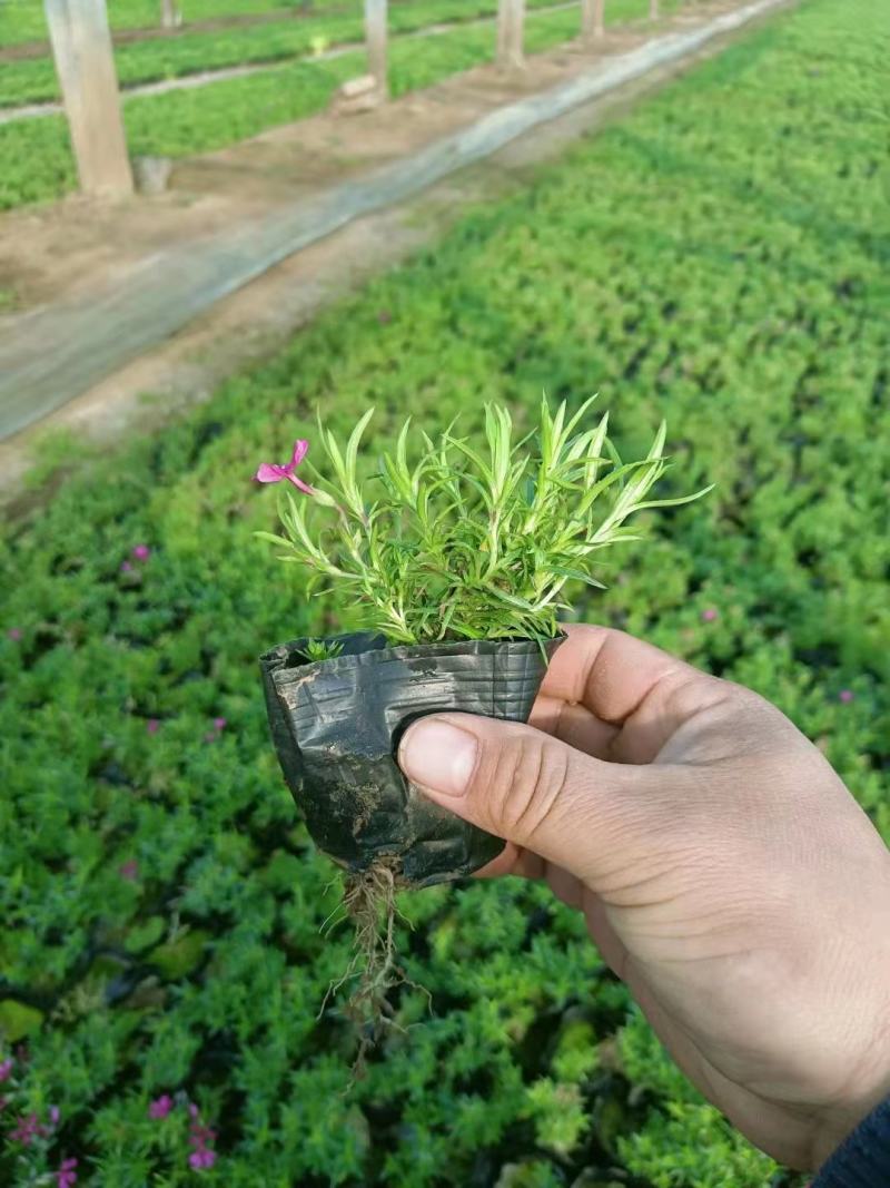芝樱