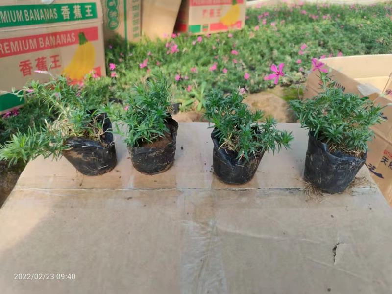 芝樱
