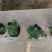 芝樱