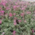 芝樱