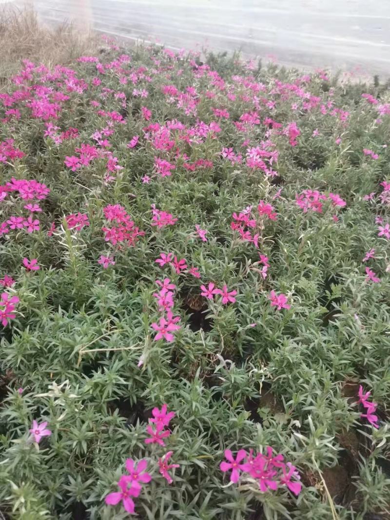 芝樱