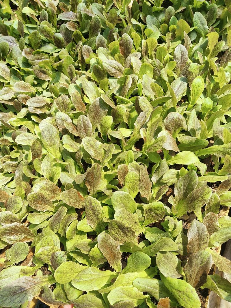 云南优质红叶紫菜莴笋苗，基地直发，质量保证。