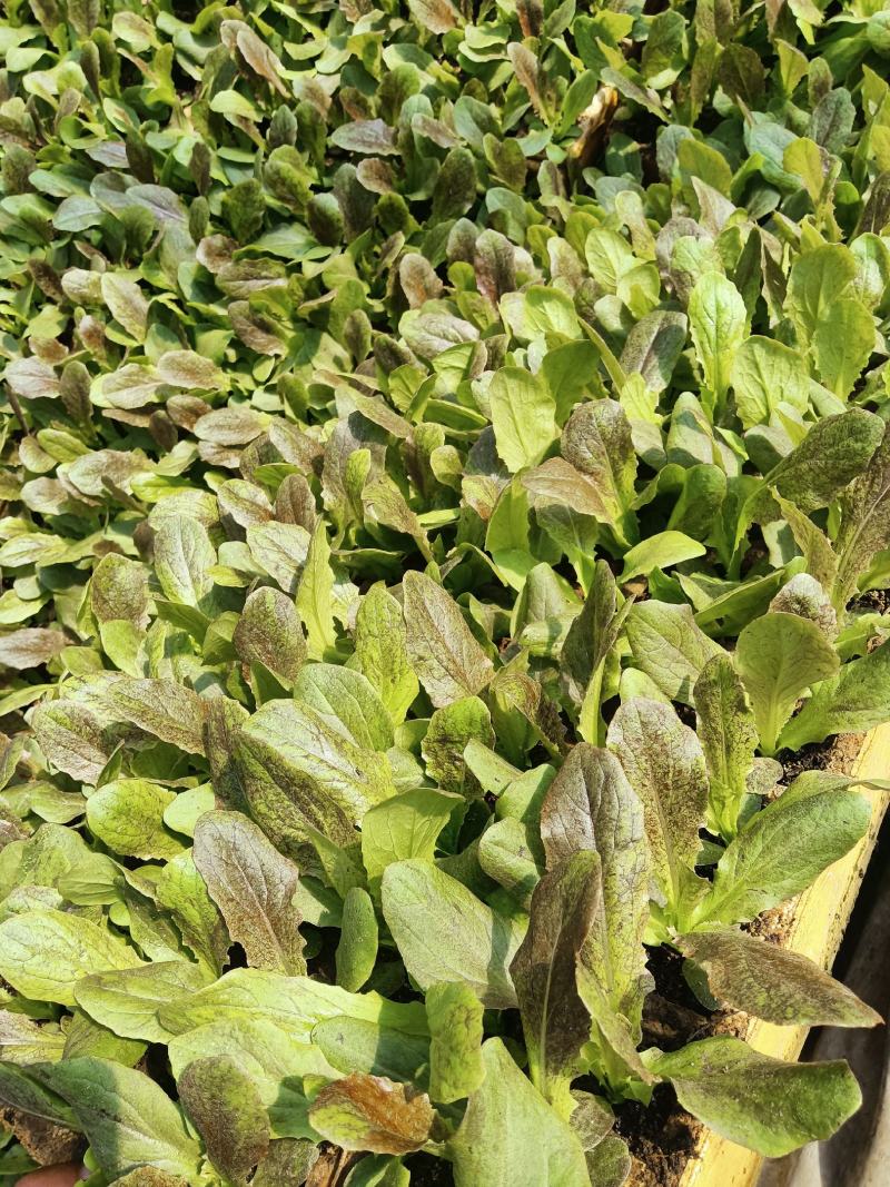 云南优质红叶紫菜莴笋苗，基地直发，质量保证。