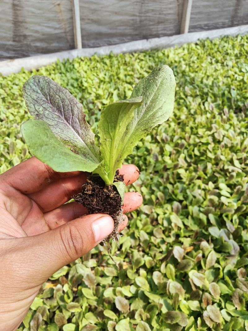 云南优质红叶紫菜莴笋苗，基地直发，质量保证。