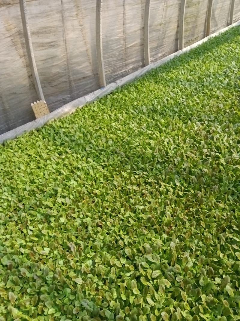 云南优质红叶紫菜莴笋苗，基地直发，质量保证。
