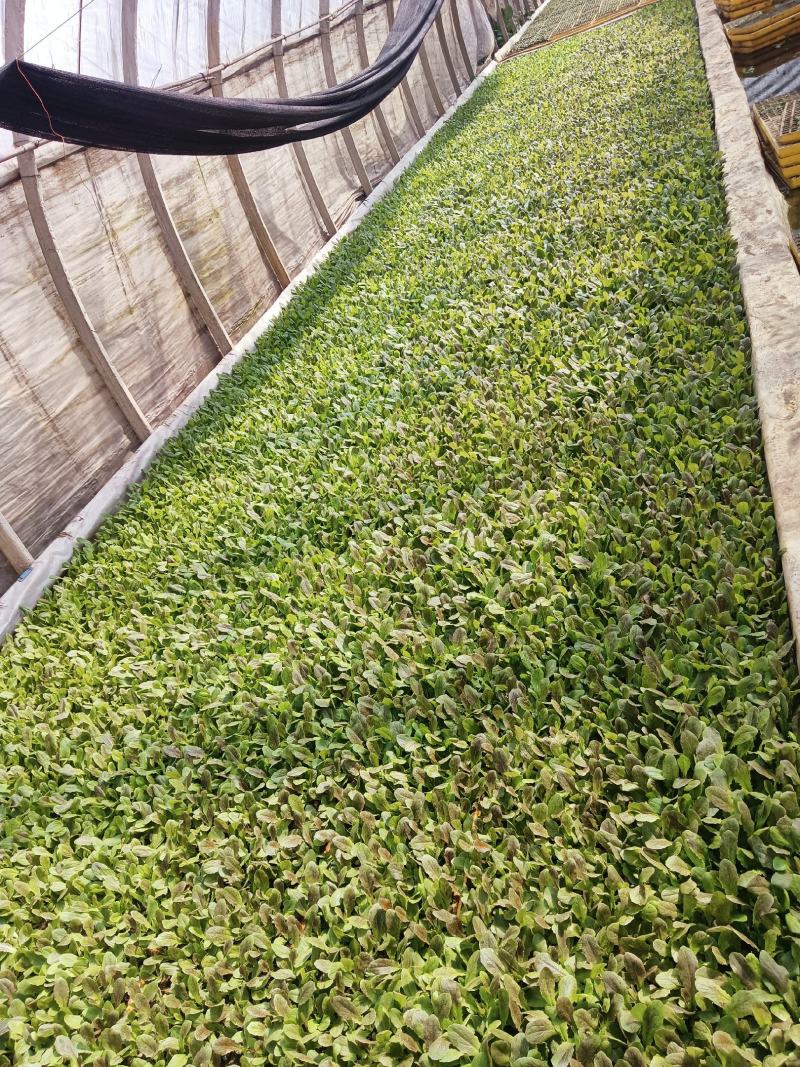 云南优质红叶紫菜莴笋苗，基地直发，质量保证。