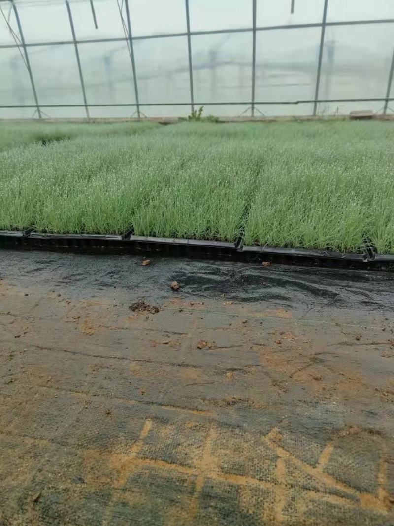 粉黛乱子草