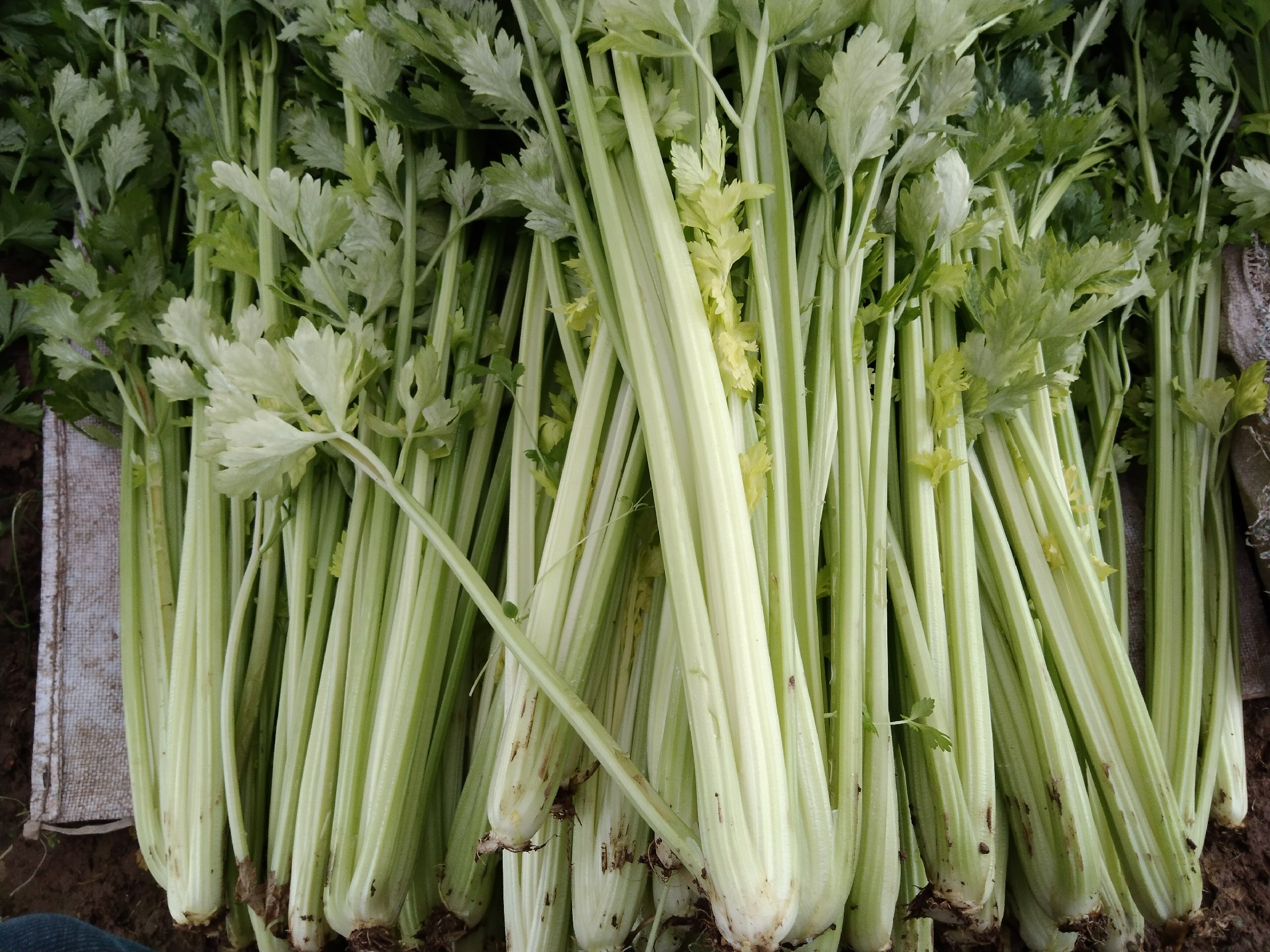 有机西芹特写展示其翠绿茎叶,表面无明显污渍,表明清洁度高 有机西芹特写