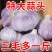 【包邮-5斤紫皮大蒜】热销5斤10斤大蒜头紫皮大蒜