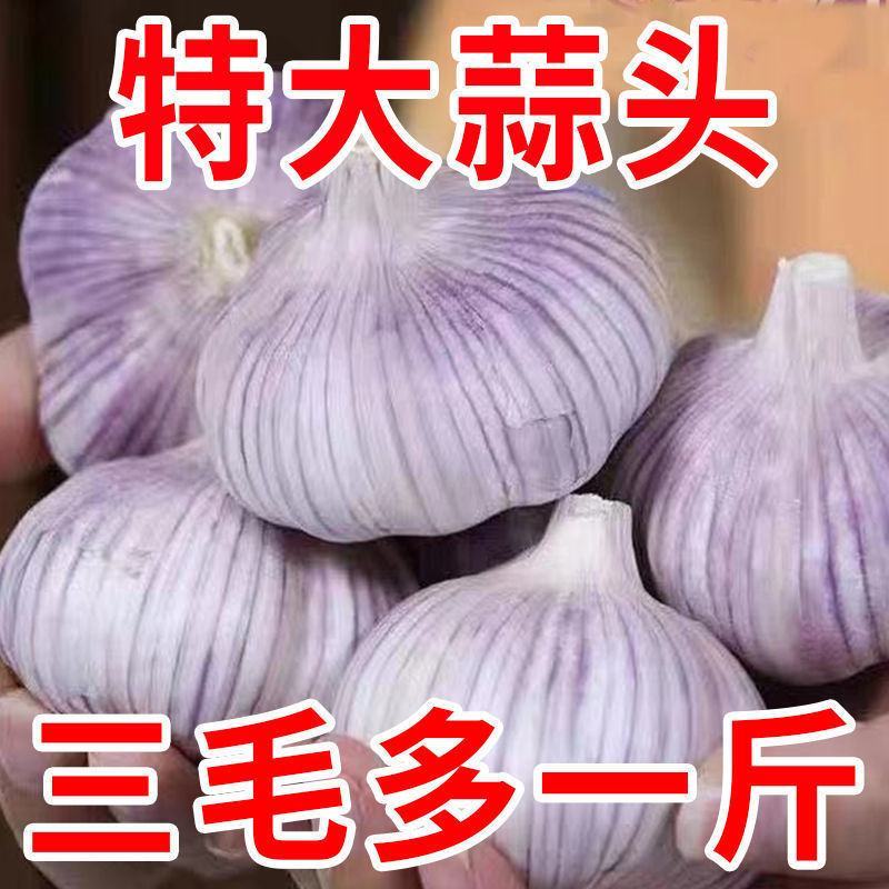 【包邮-5斤紫皮大蒜】热销5斤10斤大蒜头紫皮大蒜