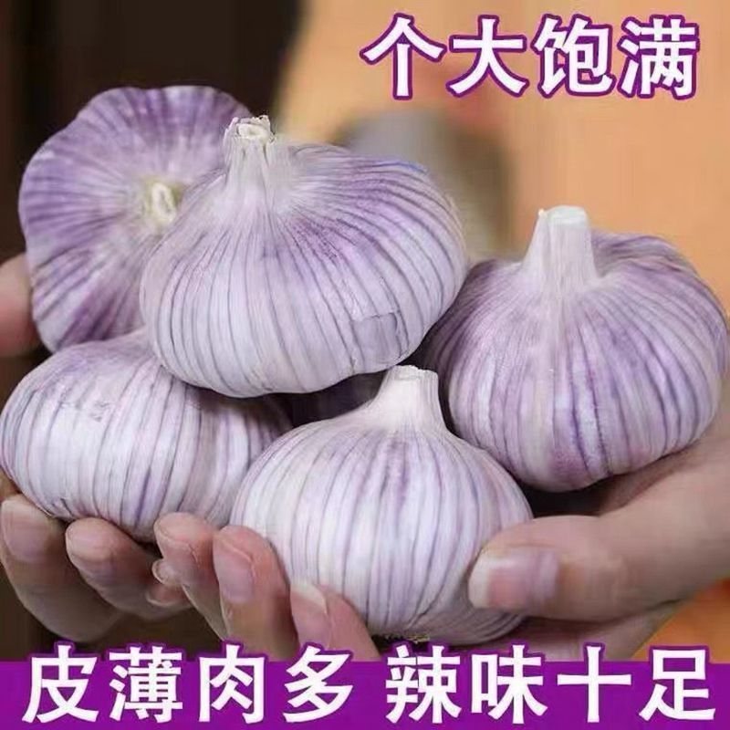 【包邮-5斤紫皮大蒜】热销5斤10斤大蒜头紫皮大蒜