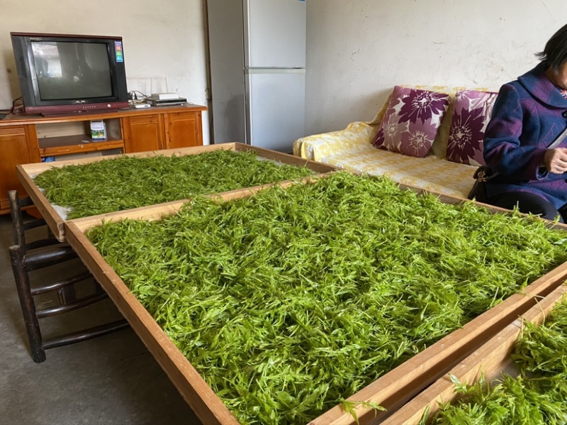 张家界莓茶嫩芽龙须藤茶明前