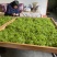 张家界莓茶嫩芽龙须藤茶明前