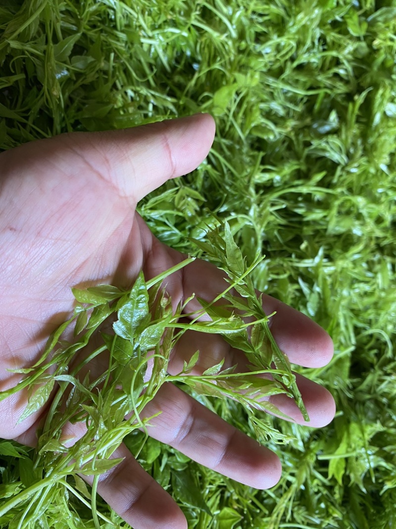 张家界莓茶嫩芽龙须藤茶明前