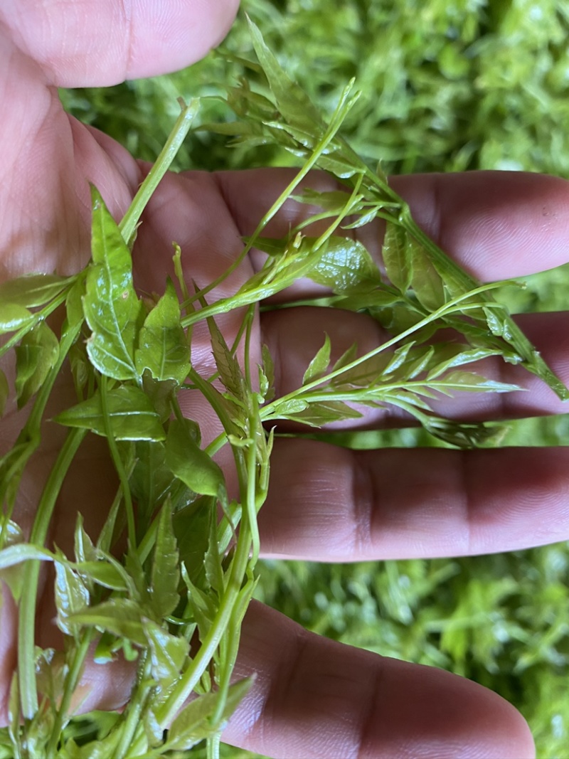 张家界莓茶嫩芽龙须藤茶明前