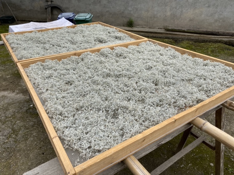 张家界莓茶嫩芽龙须藤茶明前
