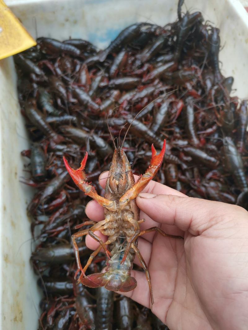 精品龙虾，全都是清水稻田虾，只做大青和炮头，有需要的详聊