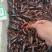 精品龙虾，全都是清水稻田虾，只做大青和炮头，有需要的详聊