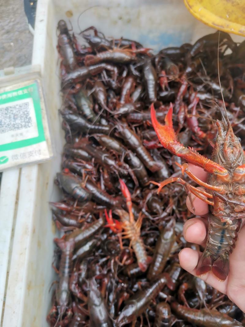 精品龙虾，全都是清水稻田虾，只做大青和炮头，有需要的详聊
