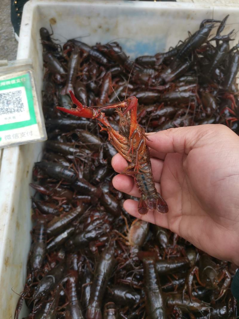 精品龙虾，全都是清水稻田虾，只做大青和炮头，有需要的详聊