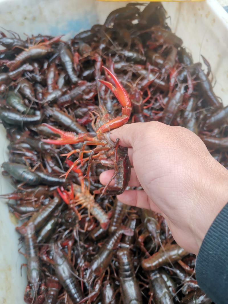 精品龙虾，全都是清水稻田虾，只做大青和炮头，有需要的详聊