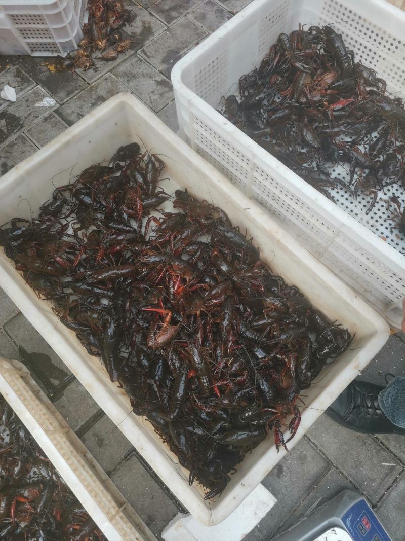 精品龙虾，全都是清水稻田虾，只做大青和炮头，有需要的详聊