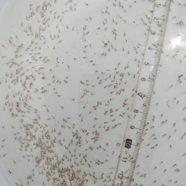 鲤鱼水花鲤鱼苗水花全程技术指导量大从优一手货源基地直发