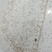 鲤鱼水花鲤鱼苗水花全程技术指导量大从优一手货源基地直发