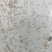 鲤鱼水花鲤鱼苗水花全程技术指导量大从优一手货源基地直发