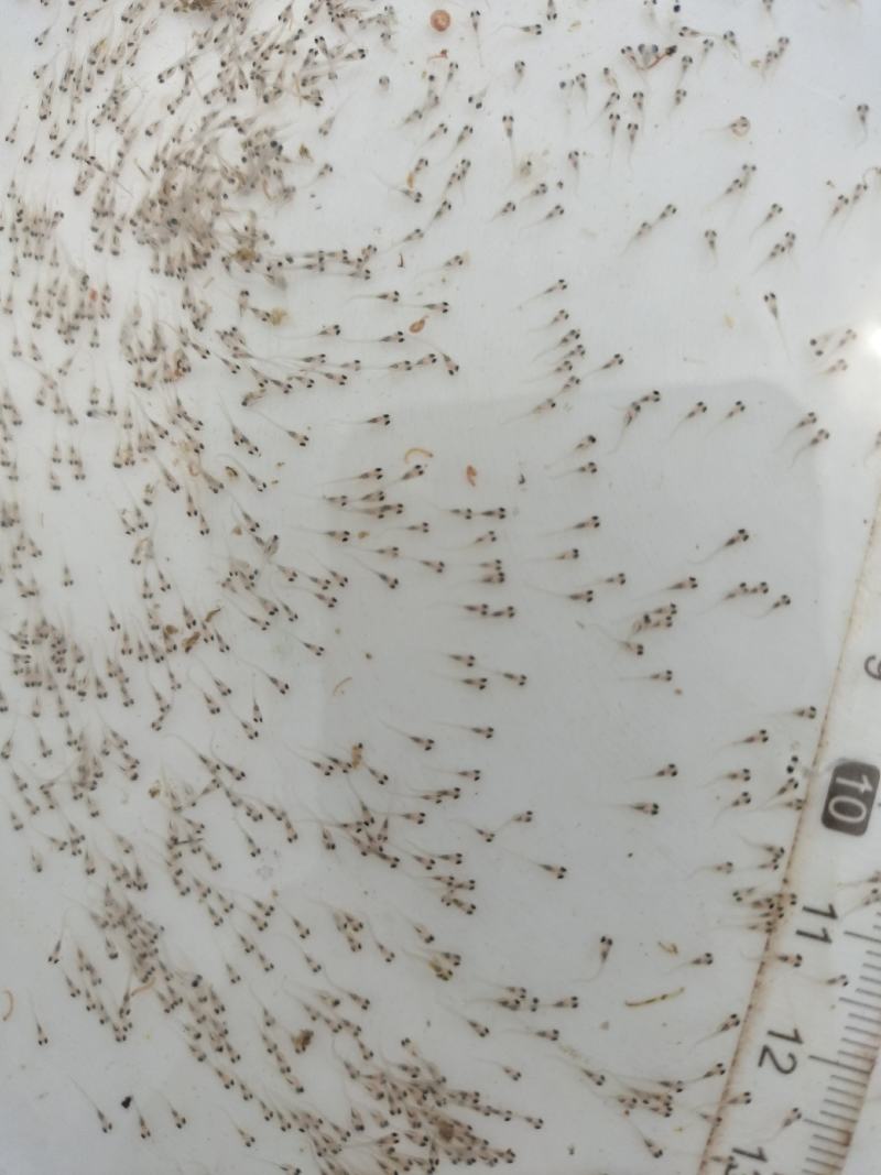 鲤鱼水花鲤鱼苗水花全程技术指导量大从优一手货源基地直发