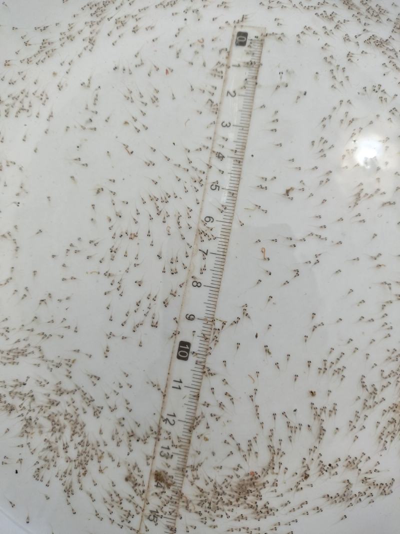 鲤鱼水花鲤鱼苗水花全程技术指导量大从优一手货源基地直发