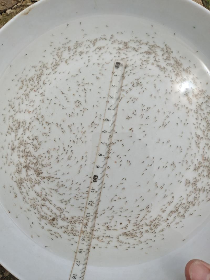 鲤鱼水花鲤鱼苗水花全程技术指导量大从优一手货源基地直发