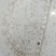 鲤鱼水花鲤鱼苗水花全程技术指导量大从优一手货源基地直发