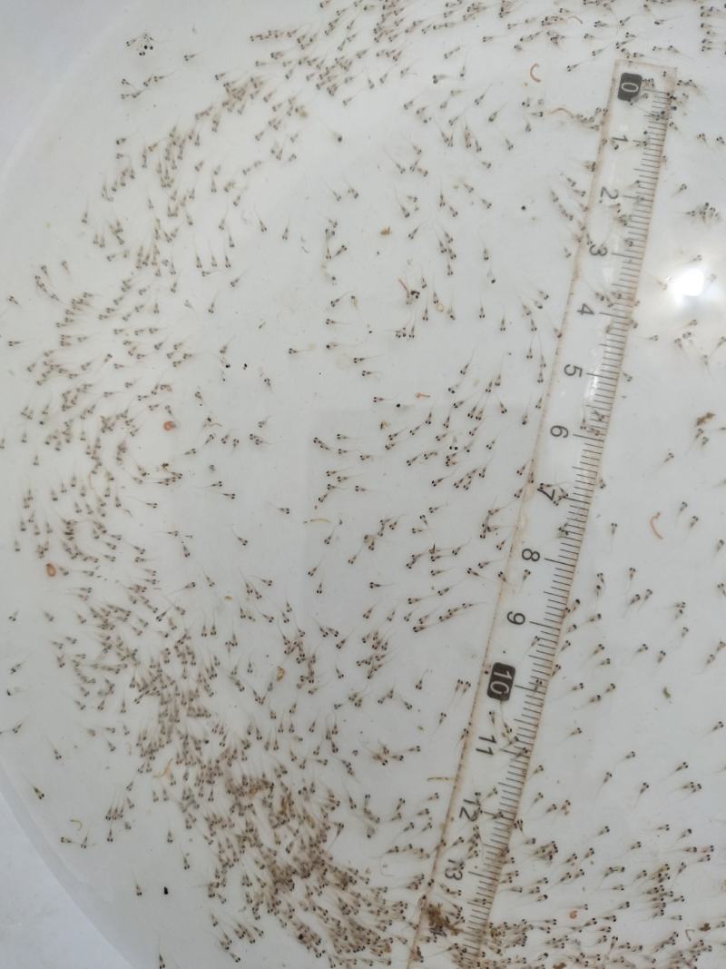鲤鱼水花鲤鱼苗水花全程技术指导量大从优一手货源基地直发