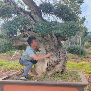 尖叶木樨榄造型景观树。。现场看货。欢迎咨询选购