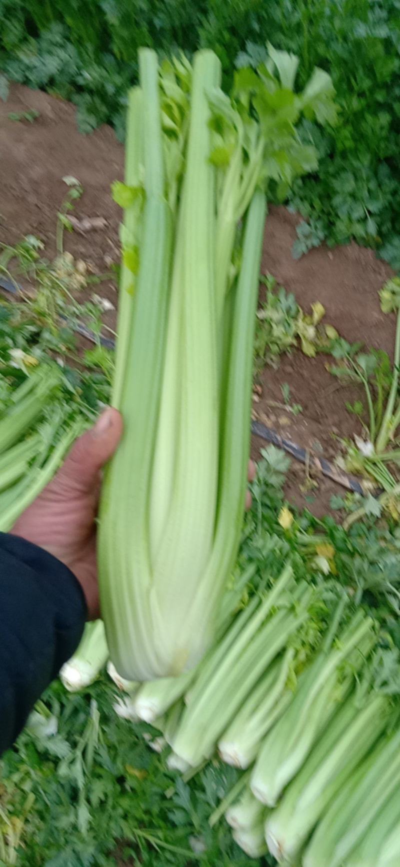 河南鹿邑精品西芹，产地直发，颜色好，质量保证，可视频看货